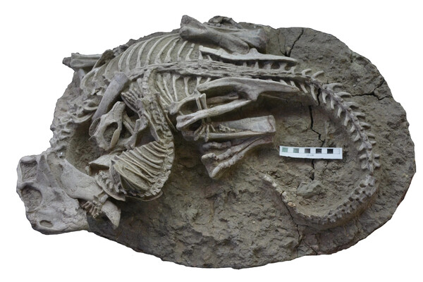 프시타코사우루스와 레페노마무스가 서로 얽혀있는 화석 [자료=An extraordinary fossil captures the struggle for existence during the Mesozoic]