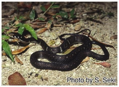 미야코 열도에 서식하는 고유종 미야코 용골 뱀의 모습 [사진=S. Seki]