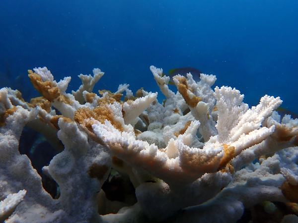플로리다 키 솜브레로 암초지대에서 발견한 죽은 엘크혼 산호. 하얀 지역은 표백된 산호, 갈색을 띤 오렌지 색은 표백되기 전에 죽은 산호 조직이다. [사진=Coral Restoration Foundation]