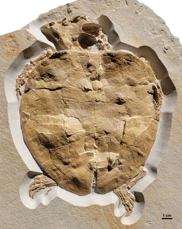 발굴된 솔론호피아 파슨시 거북의 화석 표본. 훼손된 흔적이 거의 없이 온전하게 보존된 사례에 속한다. [사진=Felix Augustin / University of Tübingen]
