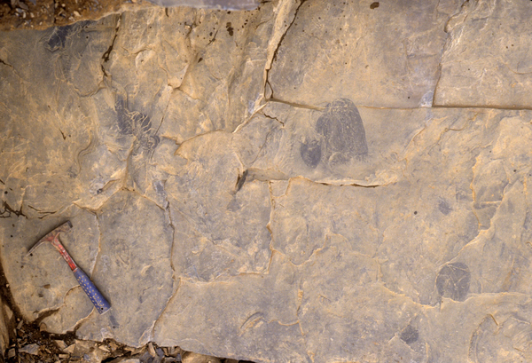 셰일 암석층에서 발굴된 버게소메두사 파스포미스의 화석. [사진=Desmond Collins/ Royal Ontario Museum]