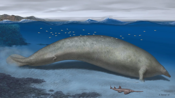 고대 해양 생물 페루세투스 콜로서스의 상상도 [자료=이런 구조는 현대 고래들에 나타나지 않습니다. 하지만 바다소 종(Sirenian)에서는 찾아볼 수 있는 특성입니다. ]