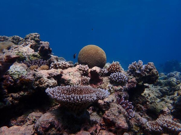 한때 백화현상이 진행되었던 팔라우 근방 산호초들. [사진=Liam Lachs]
