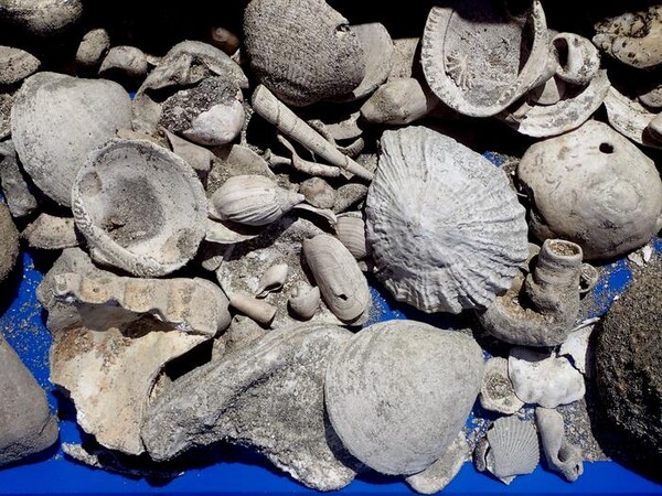 뉴질랜드 하수처리장에서 발견한 화석들. [사진]