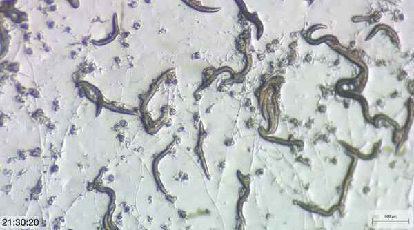 육식성 곰팡이가 펼쳐놓은 끈적이 덫에 걸린 선충들. [사진=Fungal-Worm Lab IMB Academia Sinica 유튜브 캡처]