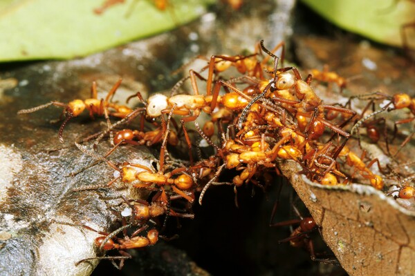 군대 개미는 다리를 지어 이동하는 습성이 있다고 알려졌다. [사진=클립아트코리아] 위 이미지는 기사 및 보도와 직접적 관련이 없음