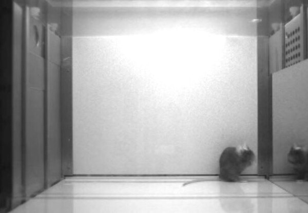 쥐가 오른쪽에 장착된 거울에서 색소가 뭍은 자신의 상을 보고 머리를 손질하고 있다. [사진=Yokose et al. / Neuron]