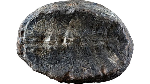 2003년 식물으로 분류됐던 화석은 이후 거북의 등껍질 내부였던 것으로 드러났다. [사진=Fabiany Herrera, Héctor Palma-Castro]