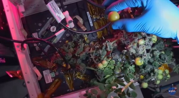 우주정거장에서 재배한 토마토 [사진=NASA]