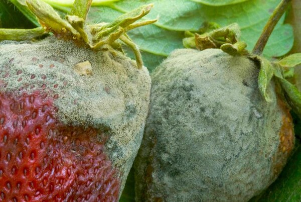 회색 곰팡이가 핀 딸기 사진 [사진=Steven Koike / UCCE]