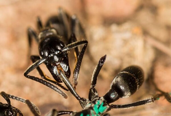 흰개미와 싸움에서 부상입은 동료를 치료하는 마타벨레 개미 [사진=Erik Frank / University of Wuerzburg]