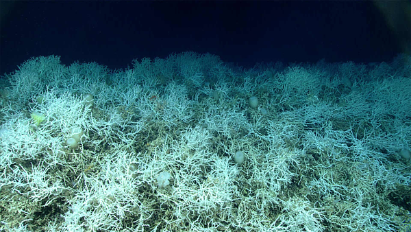 심해에서 발견된 산호의 모습. 백화현상에 걸려 건강 이상일 때 하얘지는 일반산호와 다르게 심해산호는 하얀색도 건강한 색이다.  심해 산호는 공생조류와 교류하지 않아 색을 띄지 않는다.   [사진=NOAA]