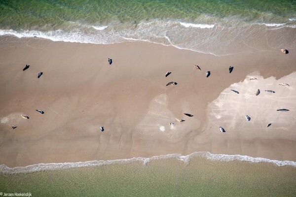 바덴해에서 촬영한 바다표범들의 사진. [사진=예룬 호켄디크]
