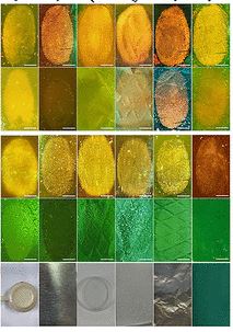 다양한 표면 물질에서 새로 개발된 염료를 사용한 결과 지문이 드러난 모습. [자료=De Novo Green Fluorescent Protein Chromophore-Based Probes for Capturing Latent Fingerprints Using a Portable System]