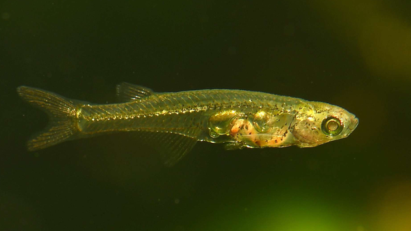 미얀마의 어둡고 얕은 개울에 사는 반투명 물고기 다니오넬라 세레브룸은 소리를 내는 독특한 기관을 진화시켰다. [사진=센켄베르크 / 브리츠]