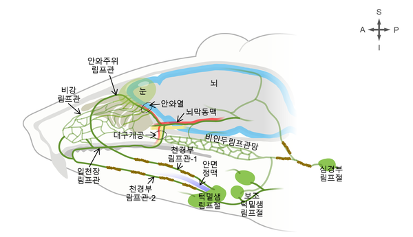 림프관을 통한 뇌척수액 배출 경로 모식도. 뇌막 림프관에서 경부림프절까지의 복합적인 뇌척수액 배출 시스템을 보여주는 모식도. 안와주위, 비강, 입천장 림프관을 통해 천경부 림프절로 배출되는 경로와 비인두 림프관망을 통해 심경부 림프절로 배출되는 경로를 포함한 주요 경로를 제시한다. [자료=IBS]