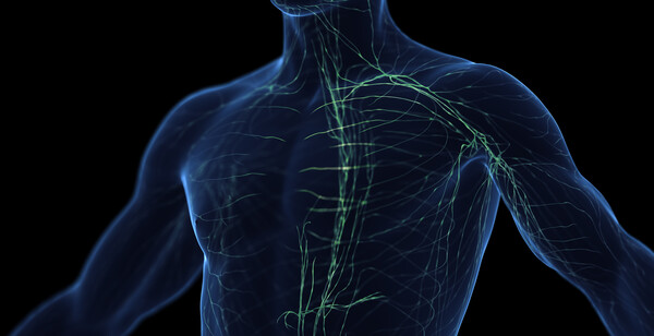 남성의 림프계 분포를 모사한 이미지. [사진=클립아트코리아] 